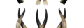 Murata Wakwa